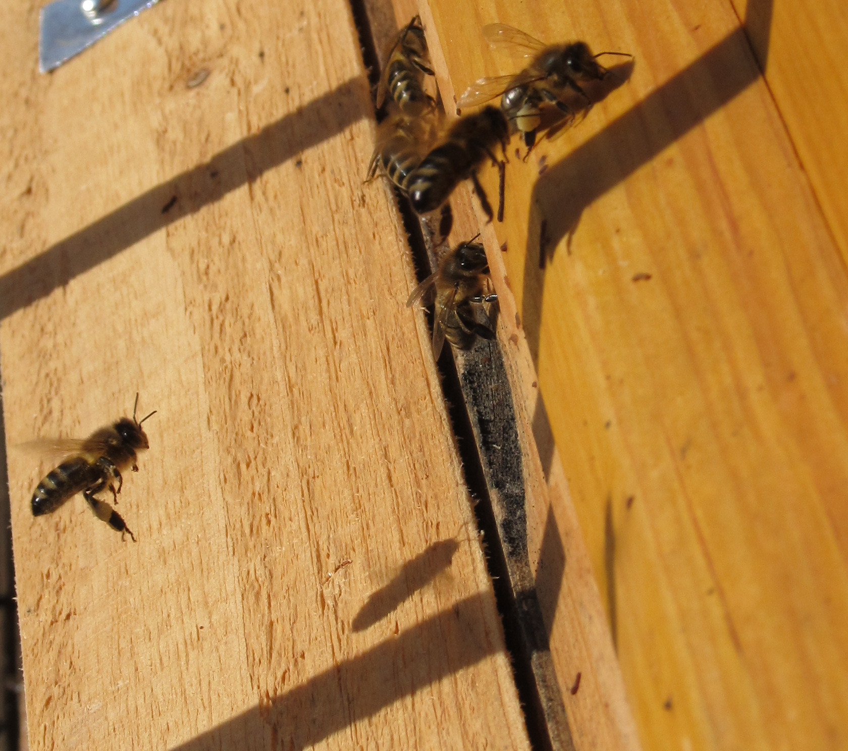 Bienen am
              Flugloch an einem schönen Wintertag